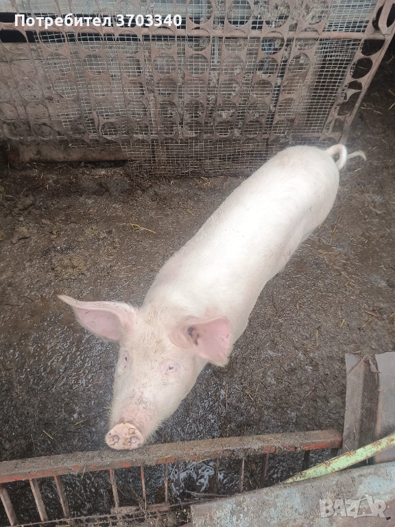 Продовам 2 прасета, снимка 1