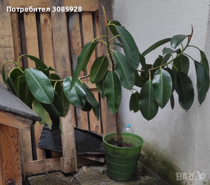 Каучуков фикус (Фикус еластика, Ficus elastica)  за офис, за дома, снимка 1