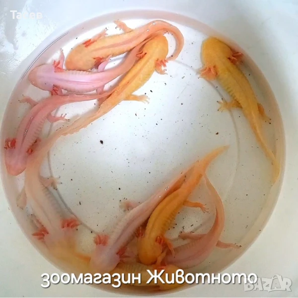 Аксолотъл 10-13см, снимка 1