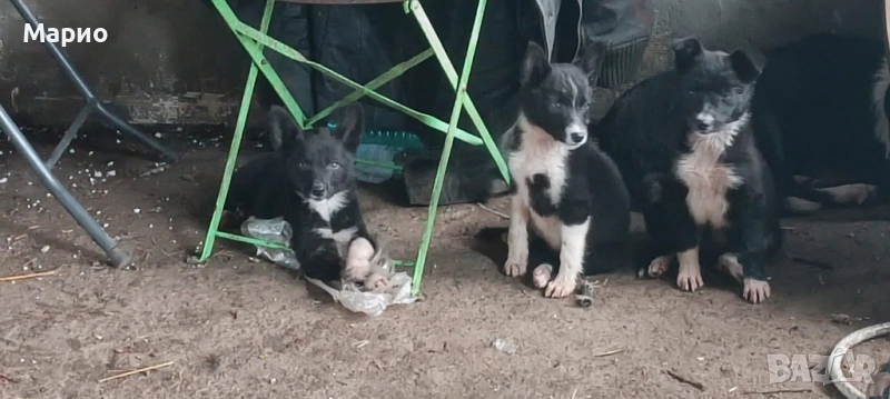 Бордър Коли , снимка 1