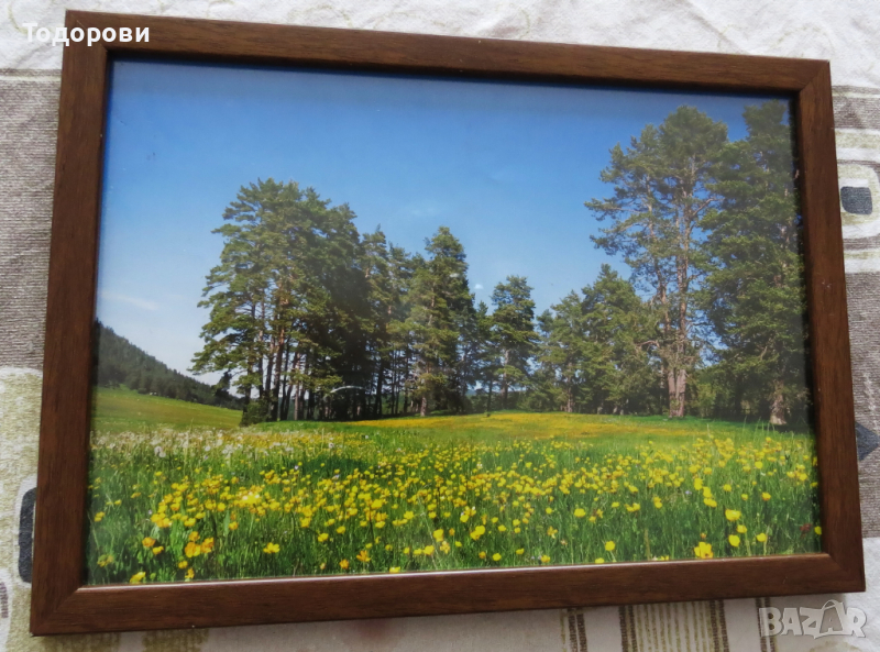 Картина пейзаж Планинска ливада, снимка 1