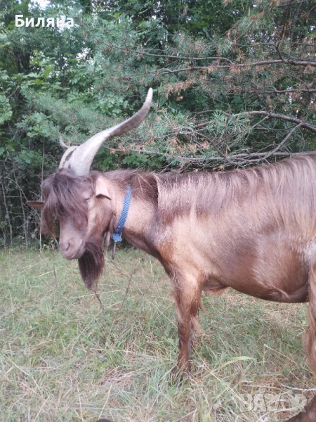 Млад пръч и коза с вити рога, снимка 1
