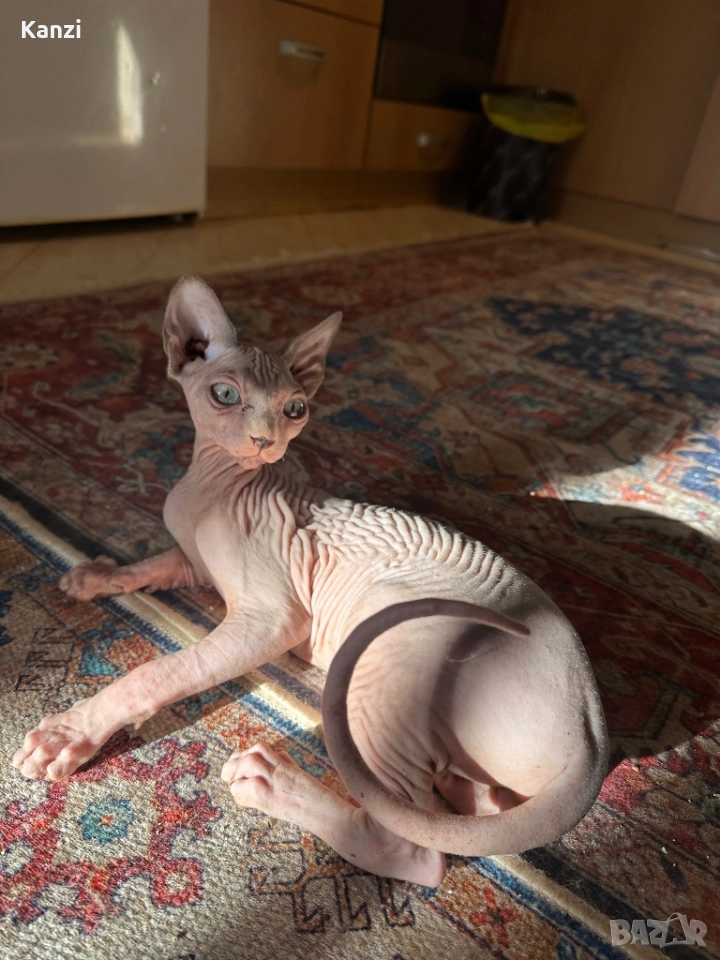 Сфинкс Sphynx, снимка 1