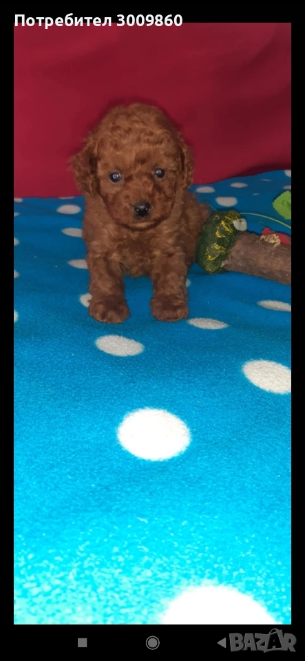 Той пудел , снимка 1