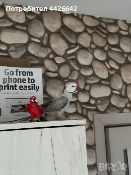 Малък Александър , снимка 1