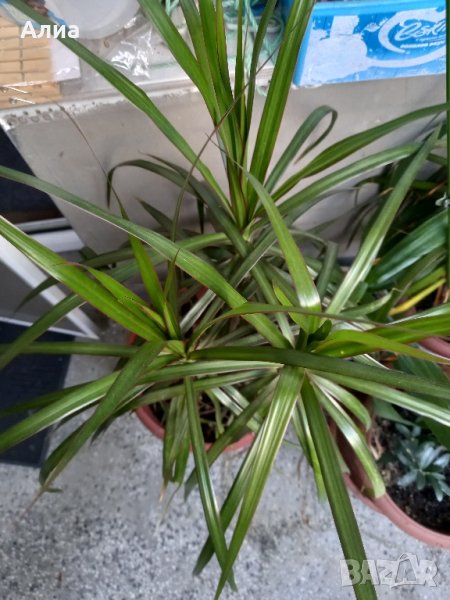 Драцена, снимка 1