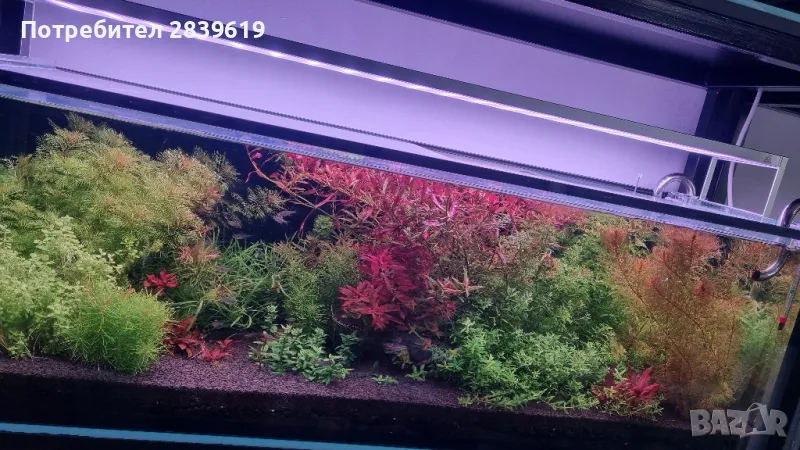 Аквариумни растения , снимка 1