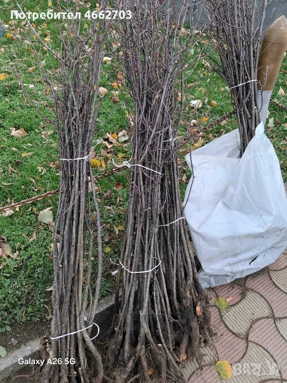 Вишна планта, снимка 1