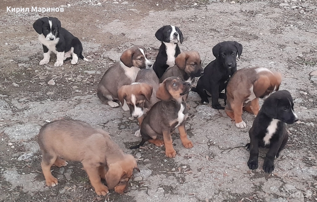 Подаряват се 10 броя кучета, снимка 1