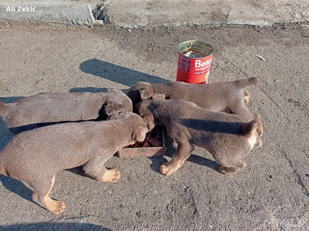 Продавам , снимка 1