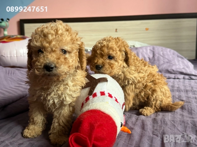 Той пуделчета, снимка 4 - Пудели - 52776156