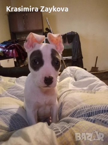 Женски питбул