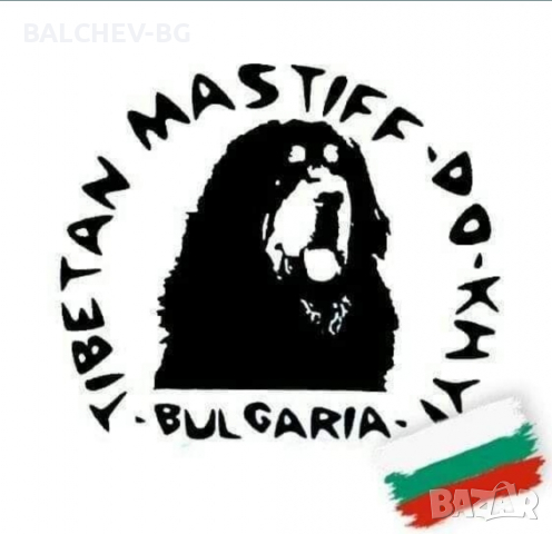 Тибетски мастиф в България , снимка 15 - Мастиф - 36306614