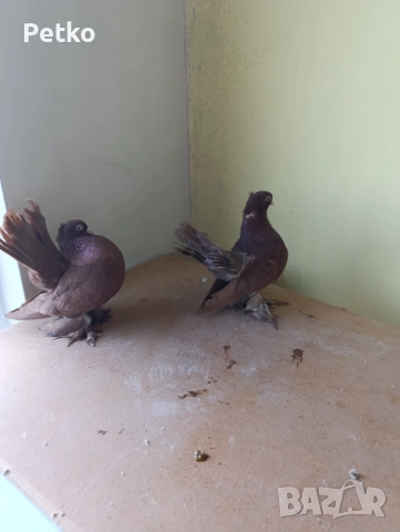 Гълъби ростовски, снимка 3 - Гълъби - 52224460