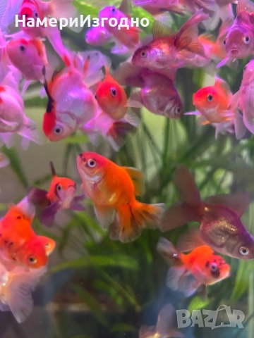 Оранди, снимка 2 - Рибки - 52962948