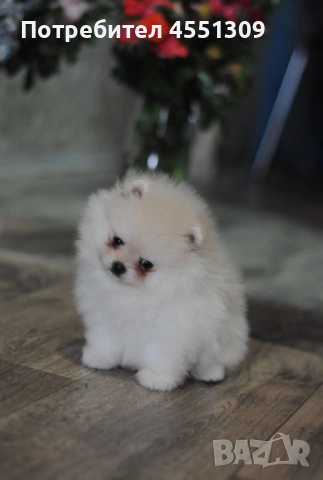 Померан мини мъжко