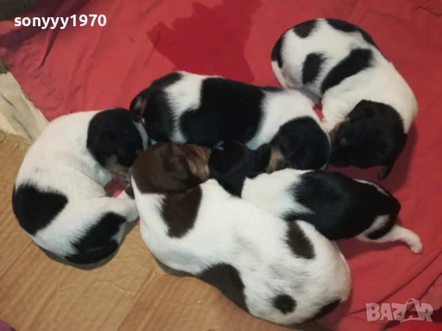 БЕБЕТА ДЖАК РЪСЕЛ 2309251834, снимка 4 - Джак ръсел териер - 51811325