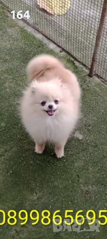 Женски мини Померан., снимка 2 - Померан - 52686824