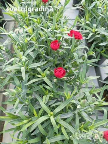 Червен нискостеблен карамфил, снимка 2 - Градински цветя и растения - 52803647