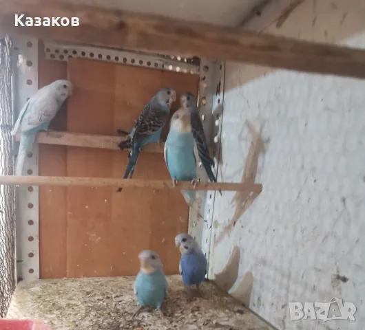 Продавам вълнисти папагали