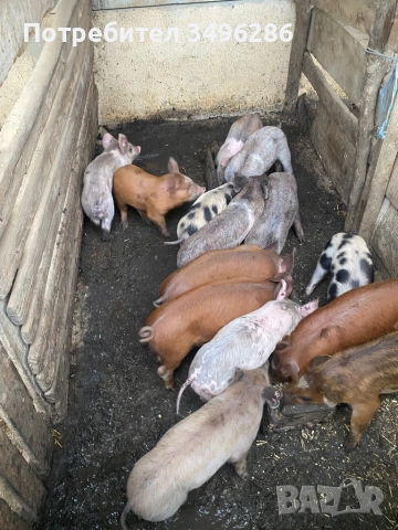 Продавам малки прасенца, снимка 3 - Прасета - 52371539