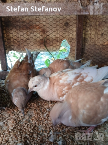 Продавам гургулици скумрийки ( скумурутки ), снимка 3 - други­ - 51890873