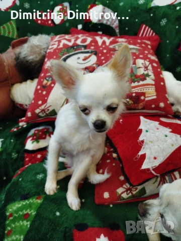 Мъжко мини чихуахуа, снимка 8 - Чихуахуа - 52417903