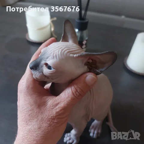 Чистокръвни канадски сфинксове, снимка 3 - Сфинксове - 56105398