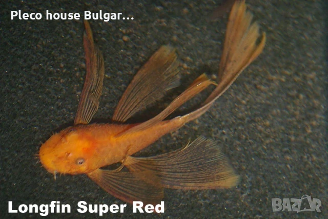 Longfin Super Red Bristlenose (Ancistrus sp.), 15 лв, снимка 1