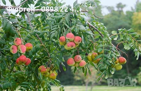 Скоруша - Sorbus domestica