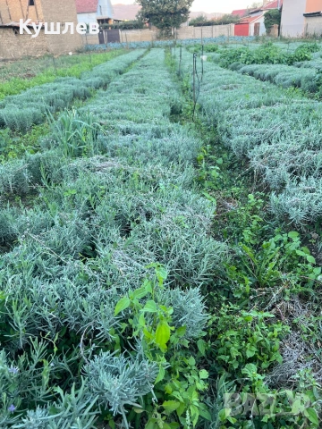 Резници лавандула , снимка 2 - Разсади - 53500410