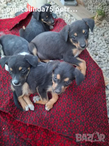 Adopt a puppy.4 кеченца бяха изхвърлени !търсим осиновители