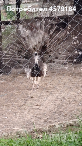 пауни Арлекин Опал 