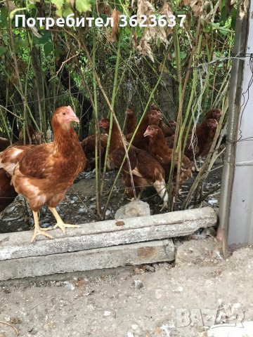 Ярки Ломан Браун , снимка 10 - Кокошки и пуйки - 41759230