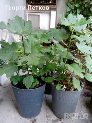 Бяла смокиня с височина 50-60 см., снимка 2 - Градински цветя и растения - 52731293