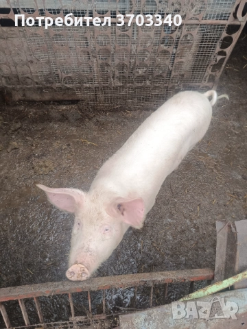 Продовам 2 прасета