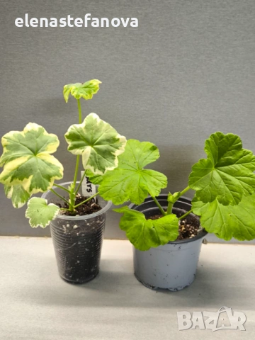 Сортови мушката - комплект, снимка 5 - Стайни растения - 53412383