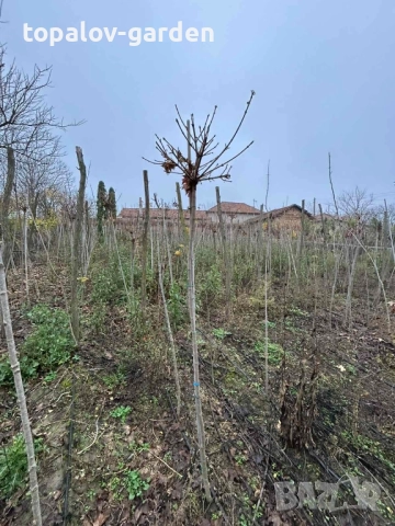 Acer platanoides Globosum Кълбовиден Шестил Явор (присадка) , снимка 6 - Градински цветя и растения - 52584547