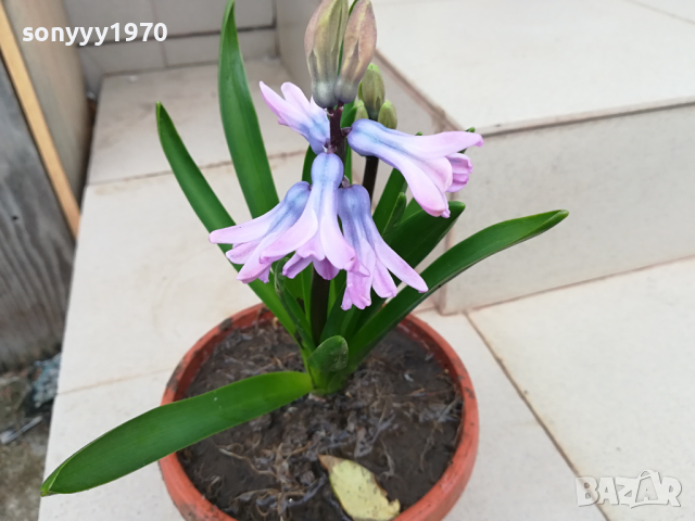 зюмбюли в саксия с луковици 0503241639, снимка 6 - Градински цветя и растения - 44619333