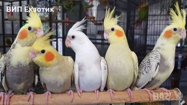 ПРОДАВА ПАПАГАЛИ , снимка 5 - Папагали - 16063451