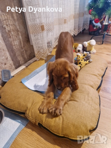 Кокер шпаньол, снимка 5 - Кокер шпаньол - 52896598