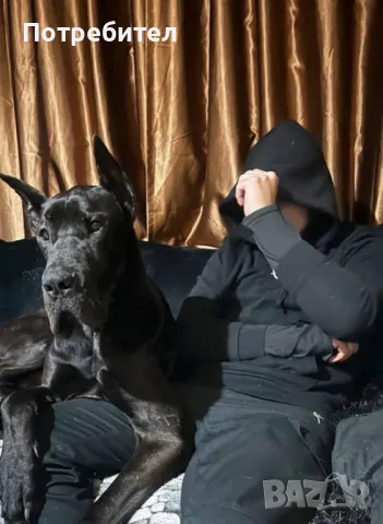 Немски дог, снимка 14 - Немски дог - 46530528