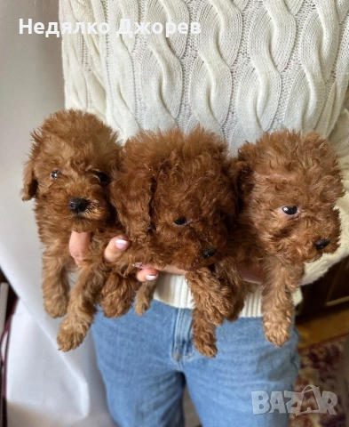 Той Пудел/Toy Poodle, снимка 2 - Пудели - 53826351