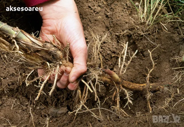 100 Семена от гигантски бамбук Moso Bambo градински горски декоративни растения за дома и двора бамб, снимка 15 - Сортови семена и луковици - 49827507