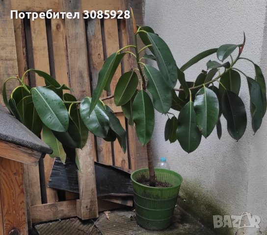 Каучуков фикус (Фикус еластика, Ficus elastica)  за офис, за дома, снимка 1 - Стайни растения - 41319532