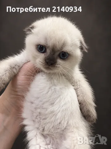 Шотландска клепоуха котка Blue Point. Scottish fold, снимка 2 - Британска късокосместа - 56106844