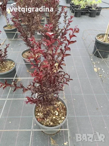 Lagerstroemia Best red(Лагерстремия Най-добро червено), снимка 3 - Градински цветя и растения - 55817056
