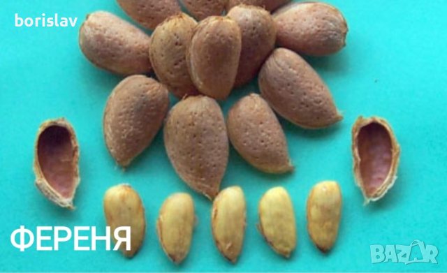 Бадеми сортове Аспарух, Ферадуел, Тексас, Нонпарел и Ференя, снимка 5 - Разсади - 42406746