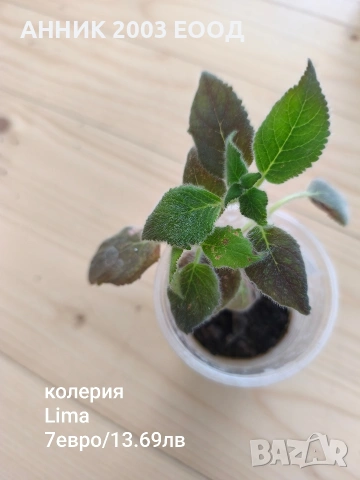 Сортови колерии, снимка 11 - Стайни растения - 53782439