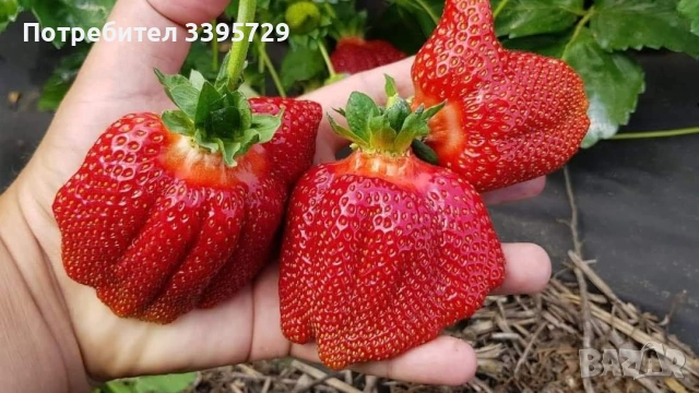 разсад за ягоди и малини записвам за март месец , снимка 11 - Разсади - 53264142